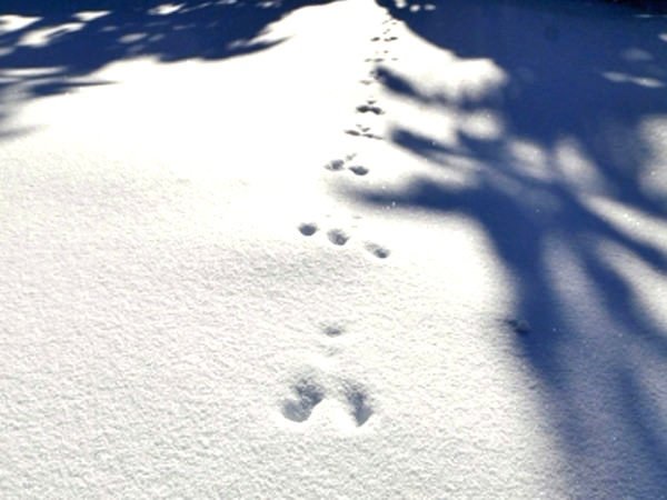 playing in the snow２